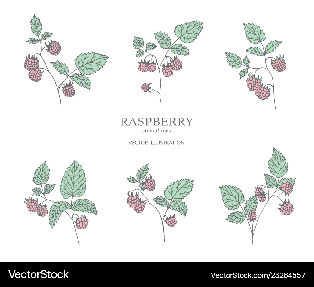 Hand-Drawn Raspberry Branches vector image