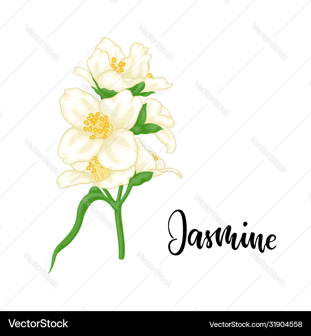 Schöne Zweig Blume Jasmin Cartoon Schöne Zweig Blume Jasmin Cartoon vektorbild