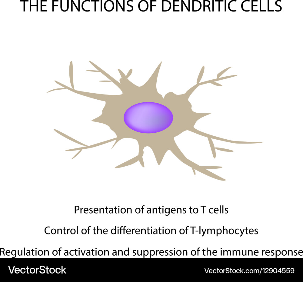 Functions of the dendritic cells immunity vector image