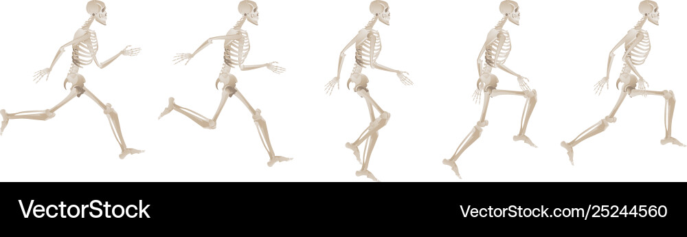 Sammlung laufende menschliche Skeletts Sammlung laufende menschliche Skeletts vektorbild