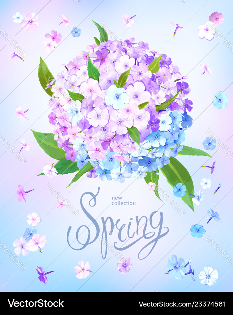 Spring background with phlox Spring background with phlox vector image