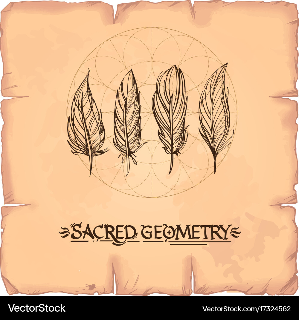 Feathers element in style boho contour vector image