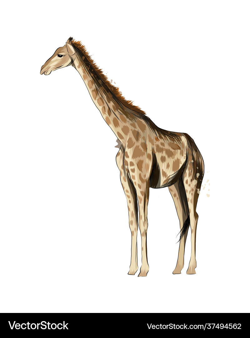 Giraffen aus einer Spritzwasserfarbe gefärbt Giraffen aus einer Spritzwasserfarbe gefärbt vektorbild