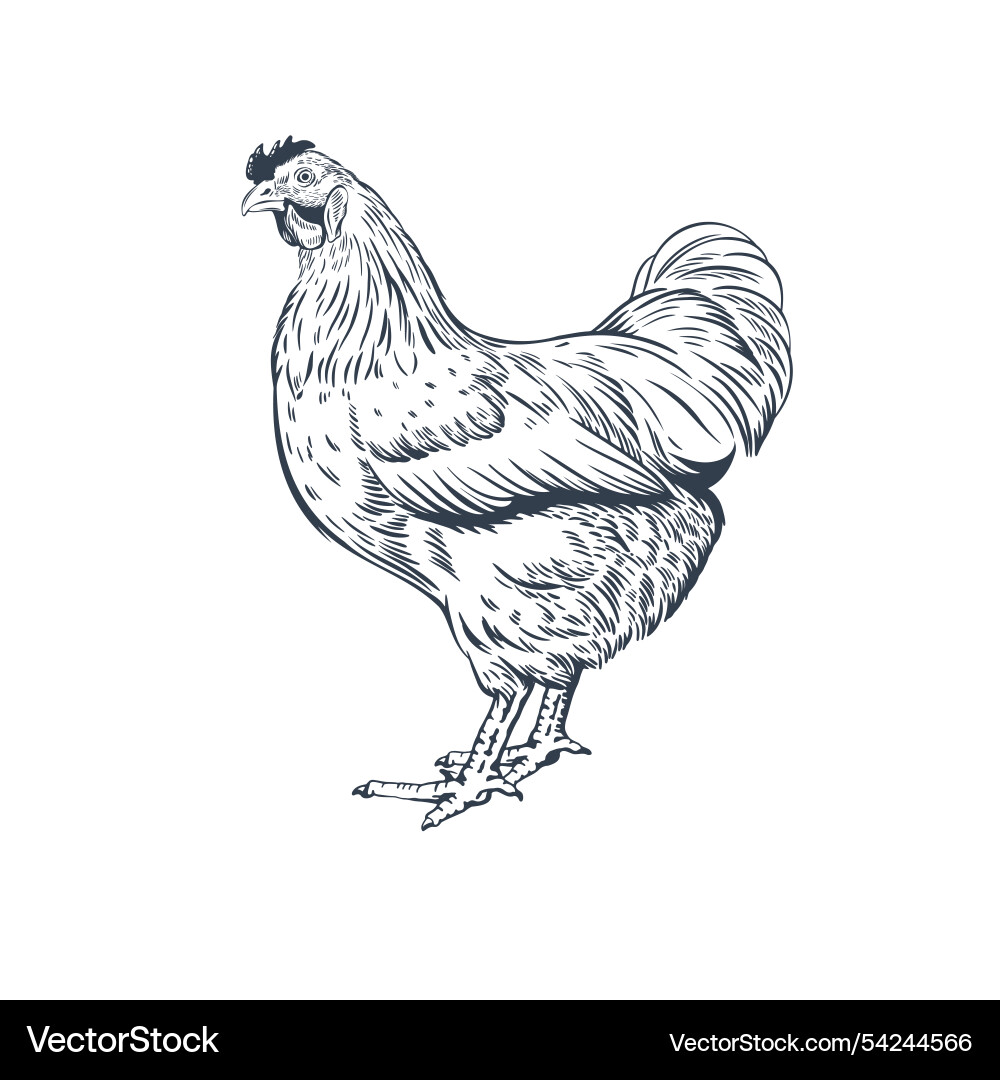 Detaillierte Farm Chicken Line Art Vektorbild