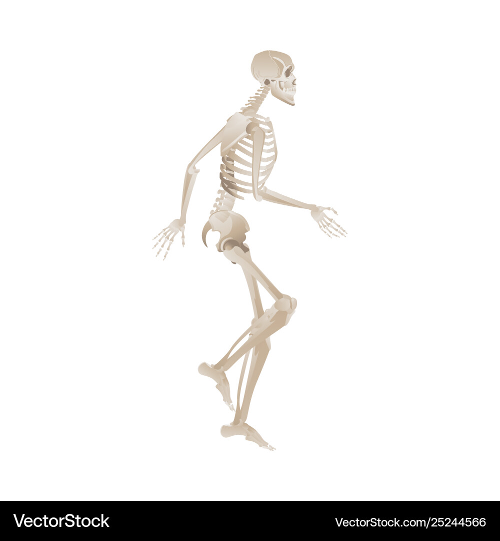 White Skeleton in Dynamic Running Pose vector image