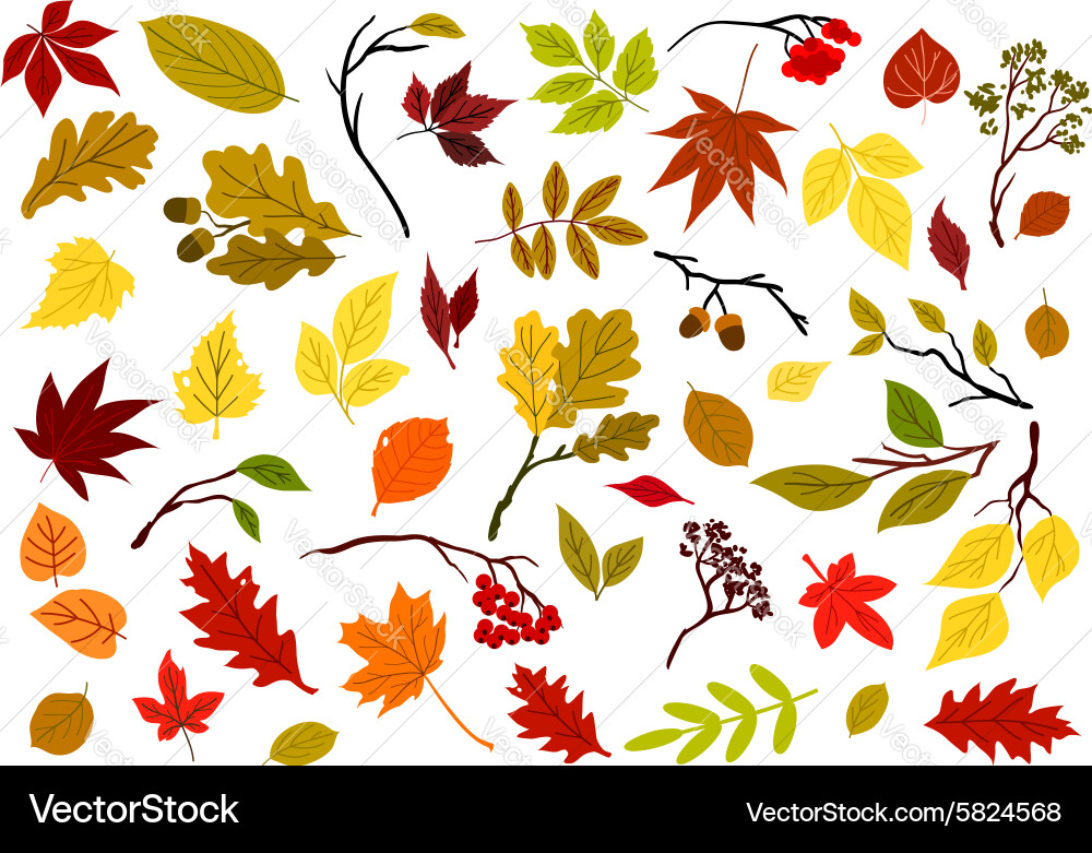 Autumn Leaves and Berries Vector Image