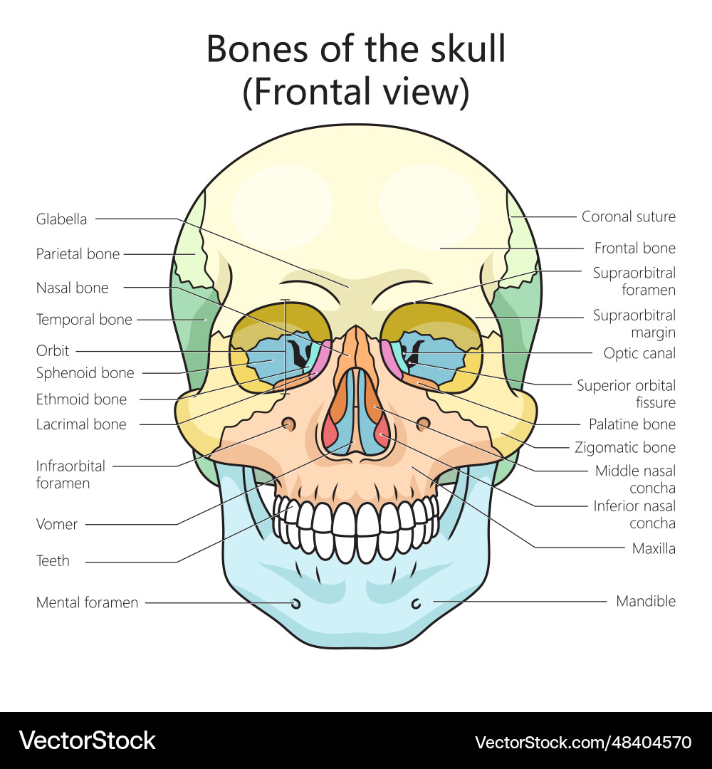 Human Skull Anatomy Diagram - Bone Structure – Royalty-Free Vector ...
