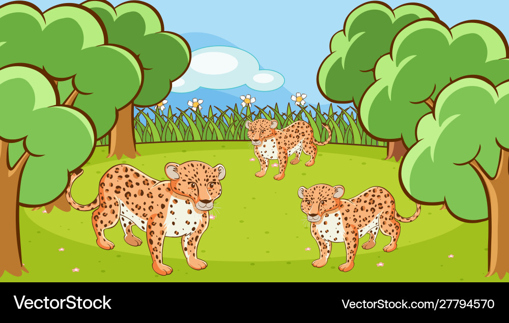 Scene with cheetahs in open zoo Scene with cheetahs in open zoo Vector Image