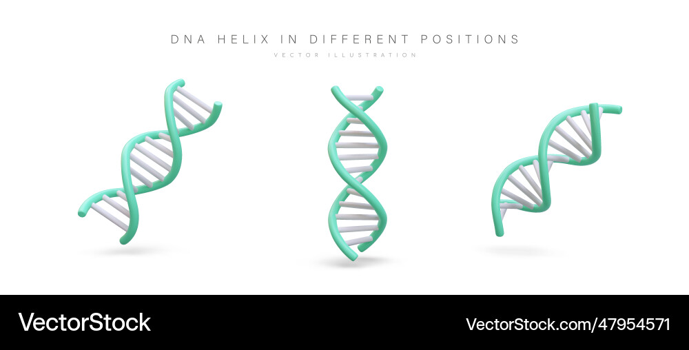 Dna double helix in different positions part Dna double helix in different positions part Vector Image