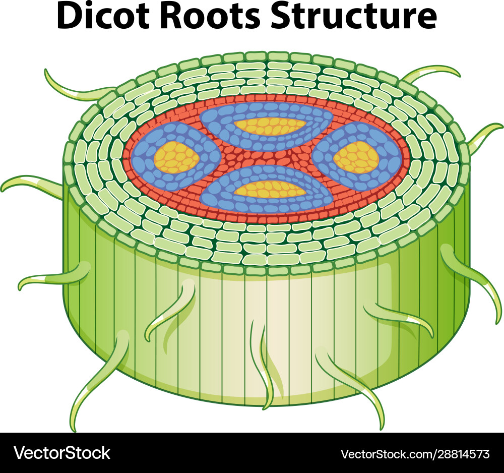 Diagram showing dicot roots structure Vector Image