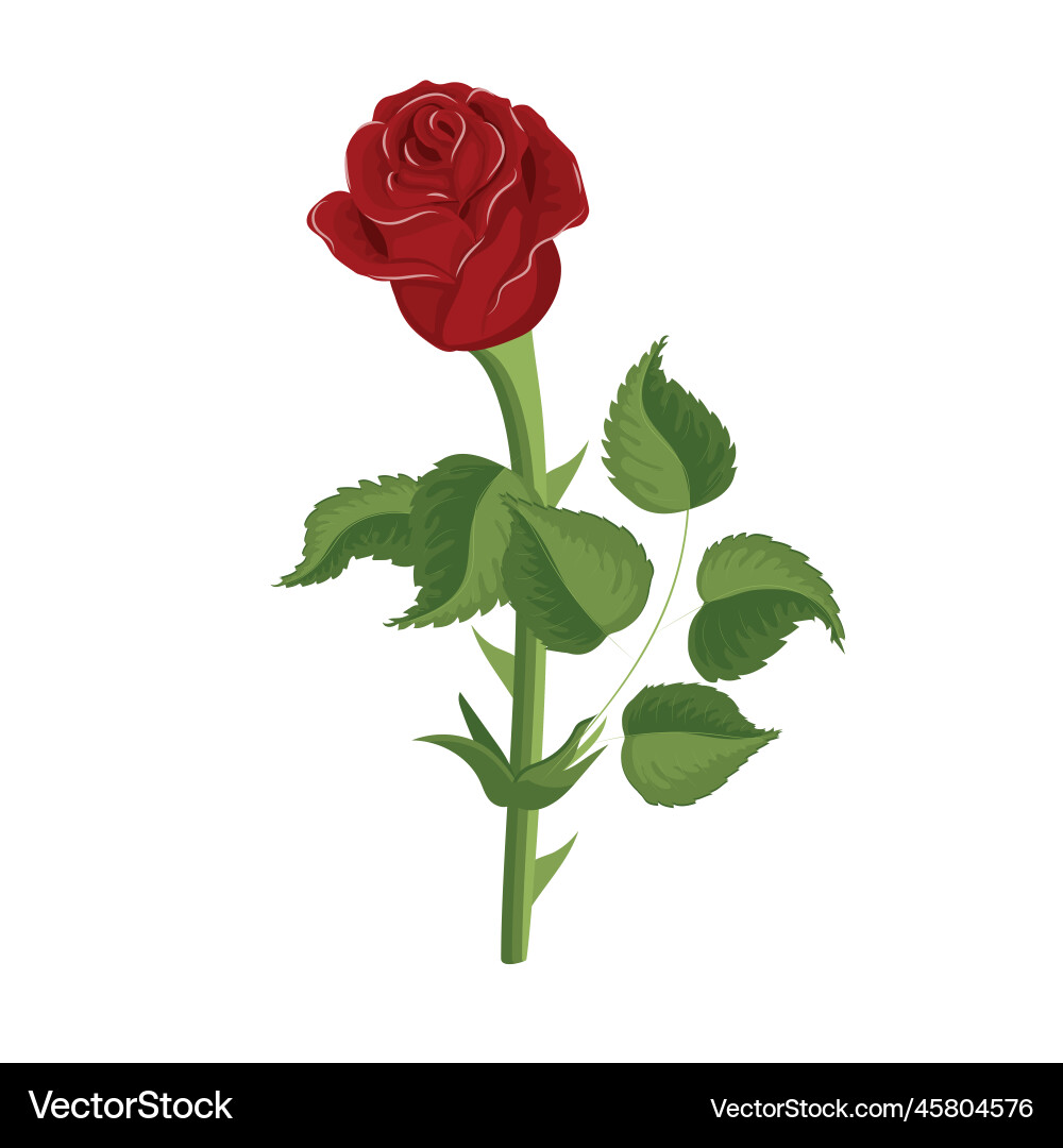 Red rose in realistic style Red rose in realistic style Vector Image