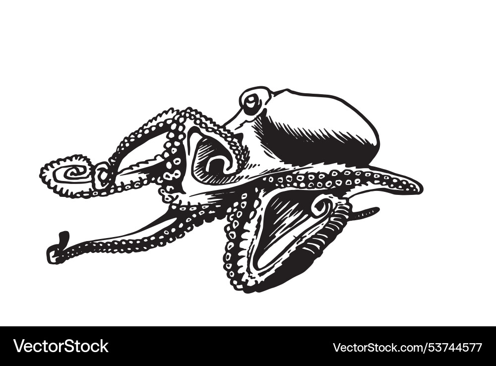Graphical octopus isolated on white background Vector Image
