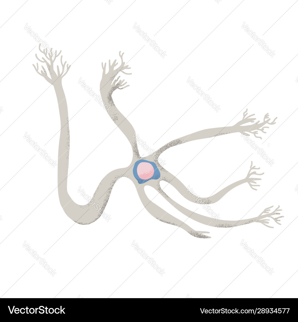 Neuron cells simple design vector image