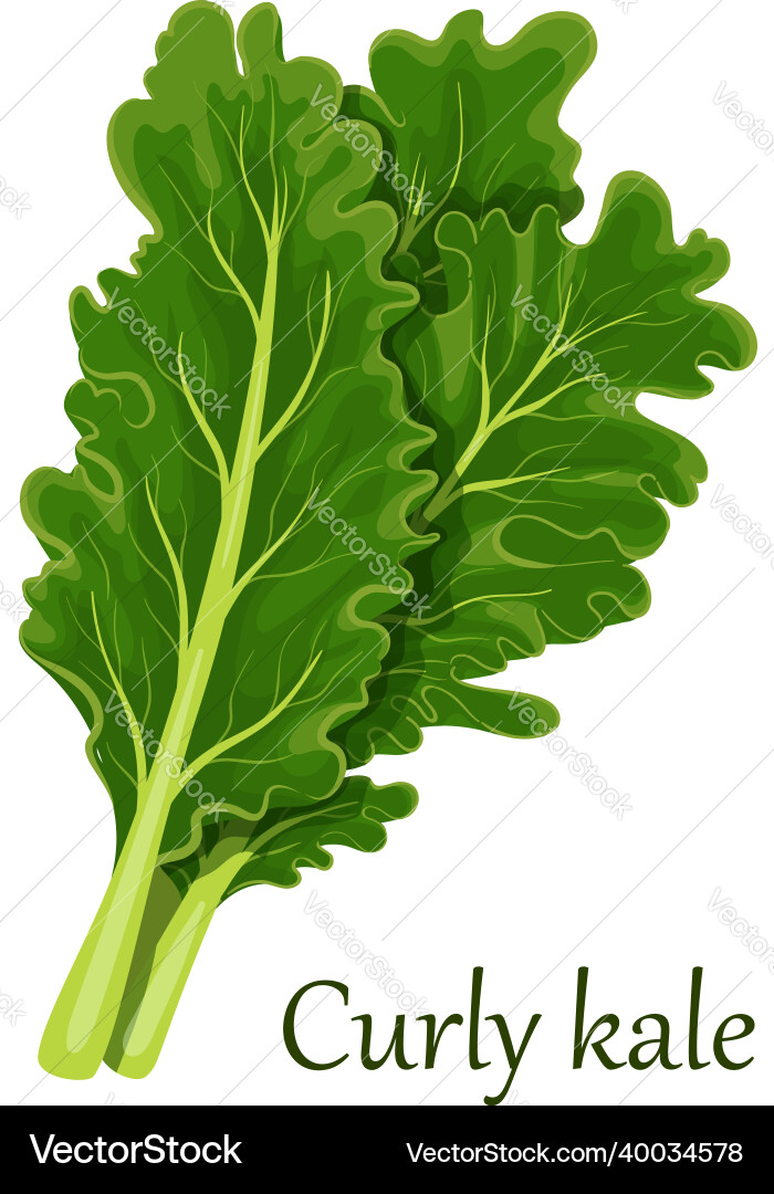 Curly kale dark green leafy vegetable Curly kale dark green leafy vegetable vector image