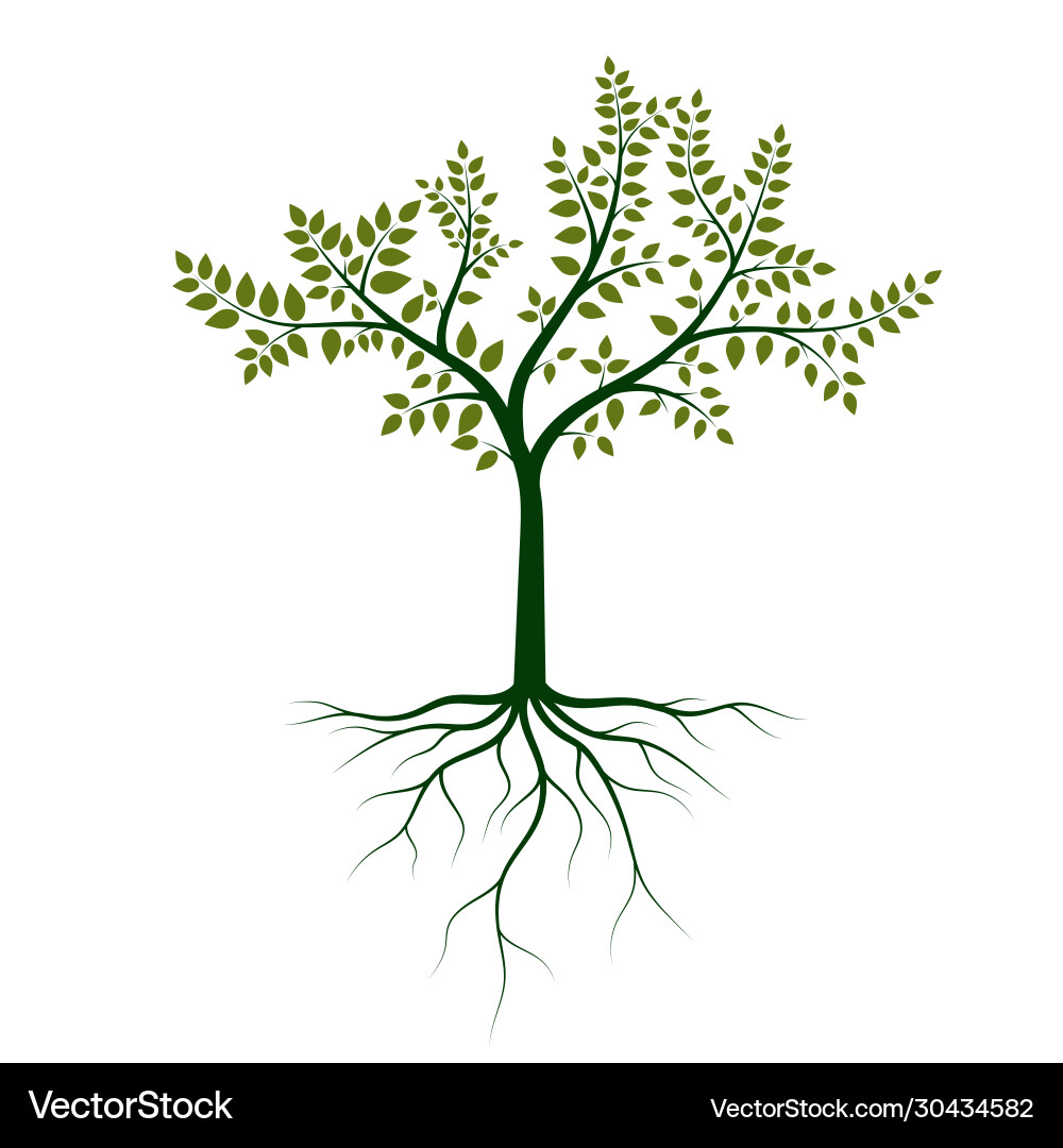Tree with roots Tree with roots vector image