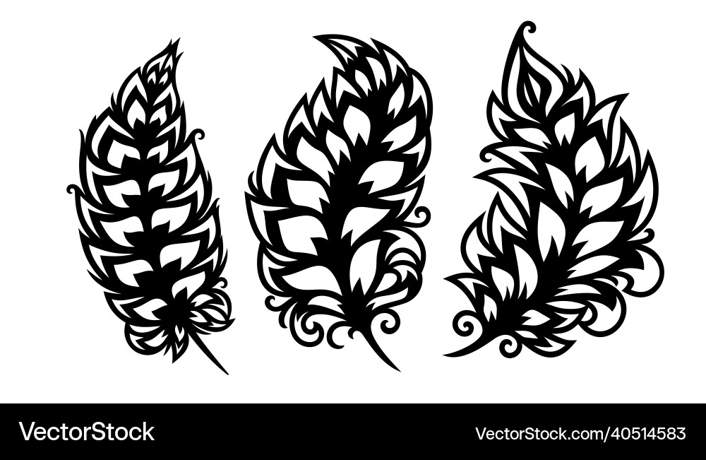 Set of three feathers Set of three feathers vector image