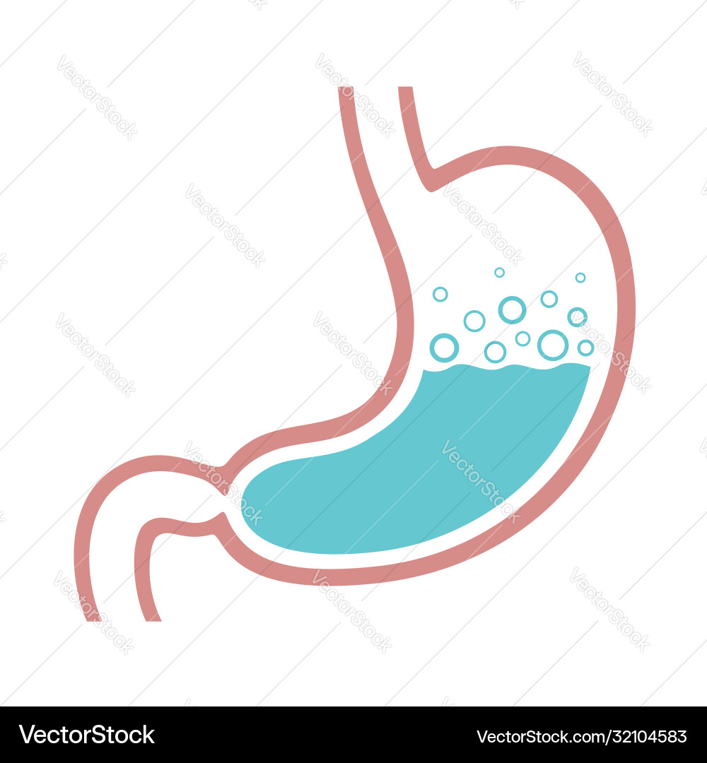 Stomach color Stomach color vector image
