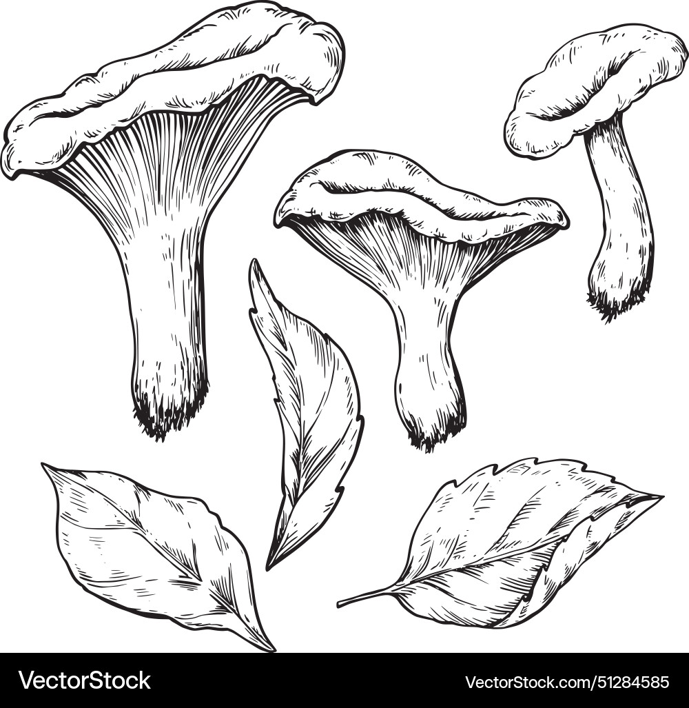 Chanterelle mushroom vintage drawing Royalty Free Vector