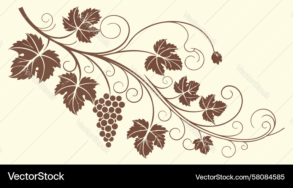 Rich Grapevine with Clusters Vector Image