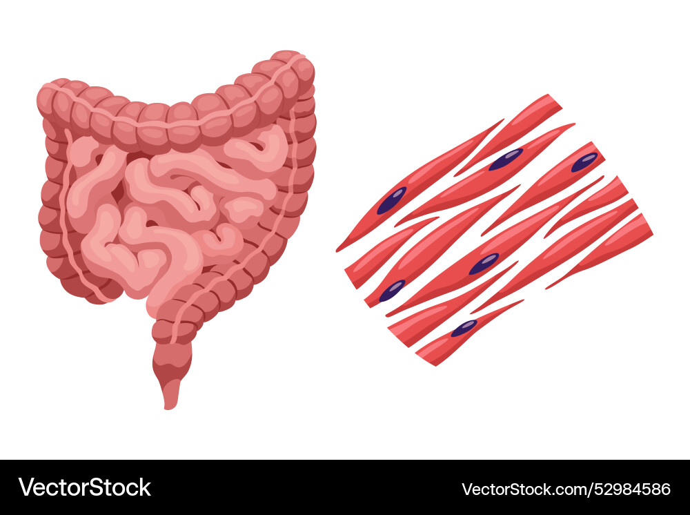 Smooth muscles tissue with specific function Smooth muscles tissue with specific function vector image