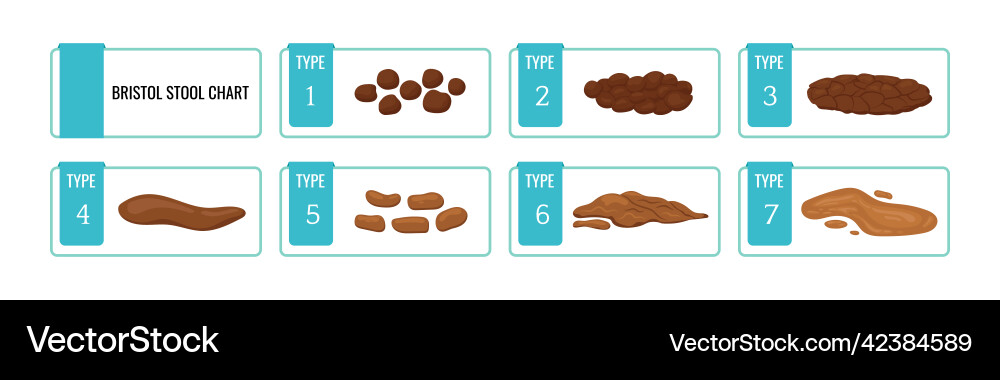 Bristol stool chart scale with faesces structure Bristol stool chart scale with faesces structure vector image