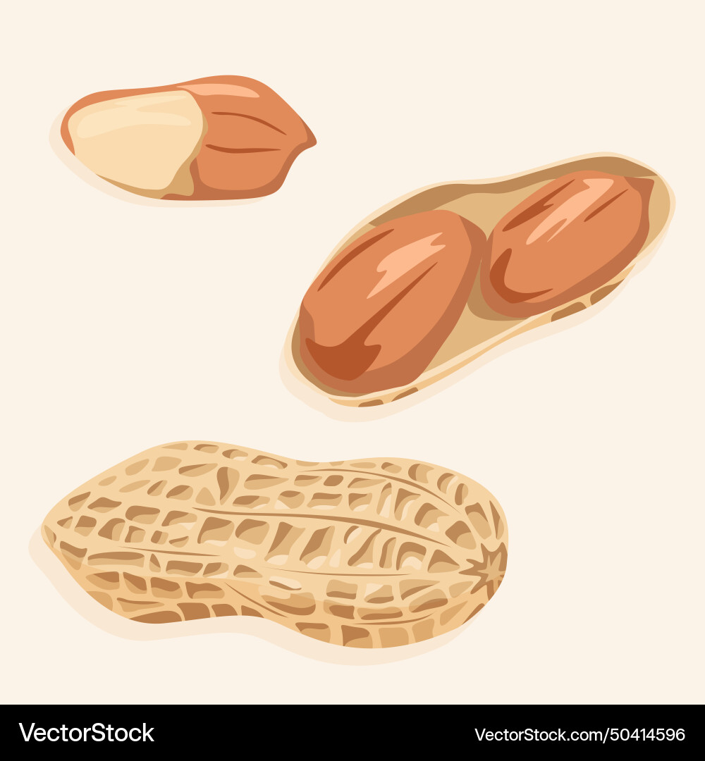 Peanuts in shell and without vector image