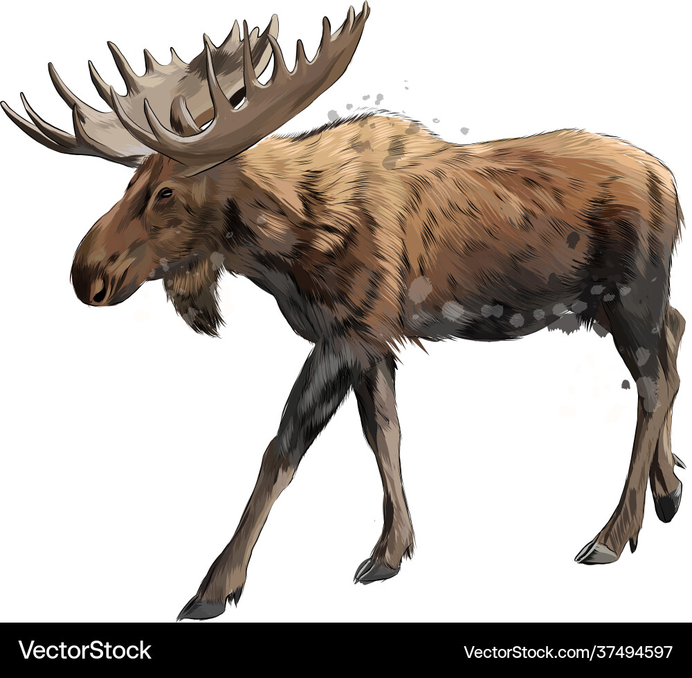Moose aus einer Spritzwasserfarbe farbige Zeichnung Moose aus einer Spritzwasserfarbe farbige Zeichnung vektorbild