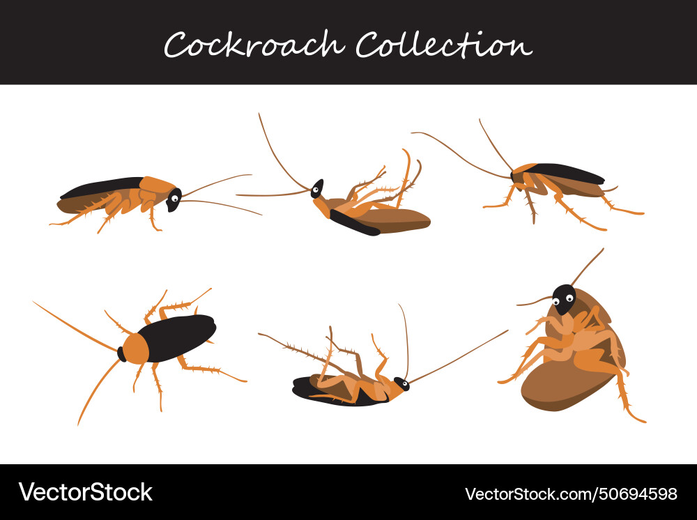 Cockroach set Cockroach set vector image