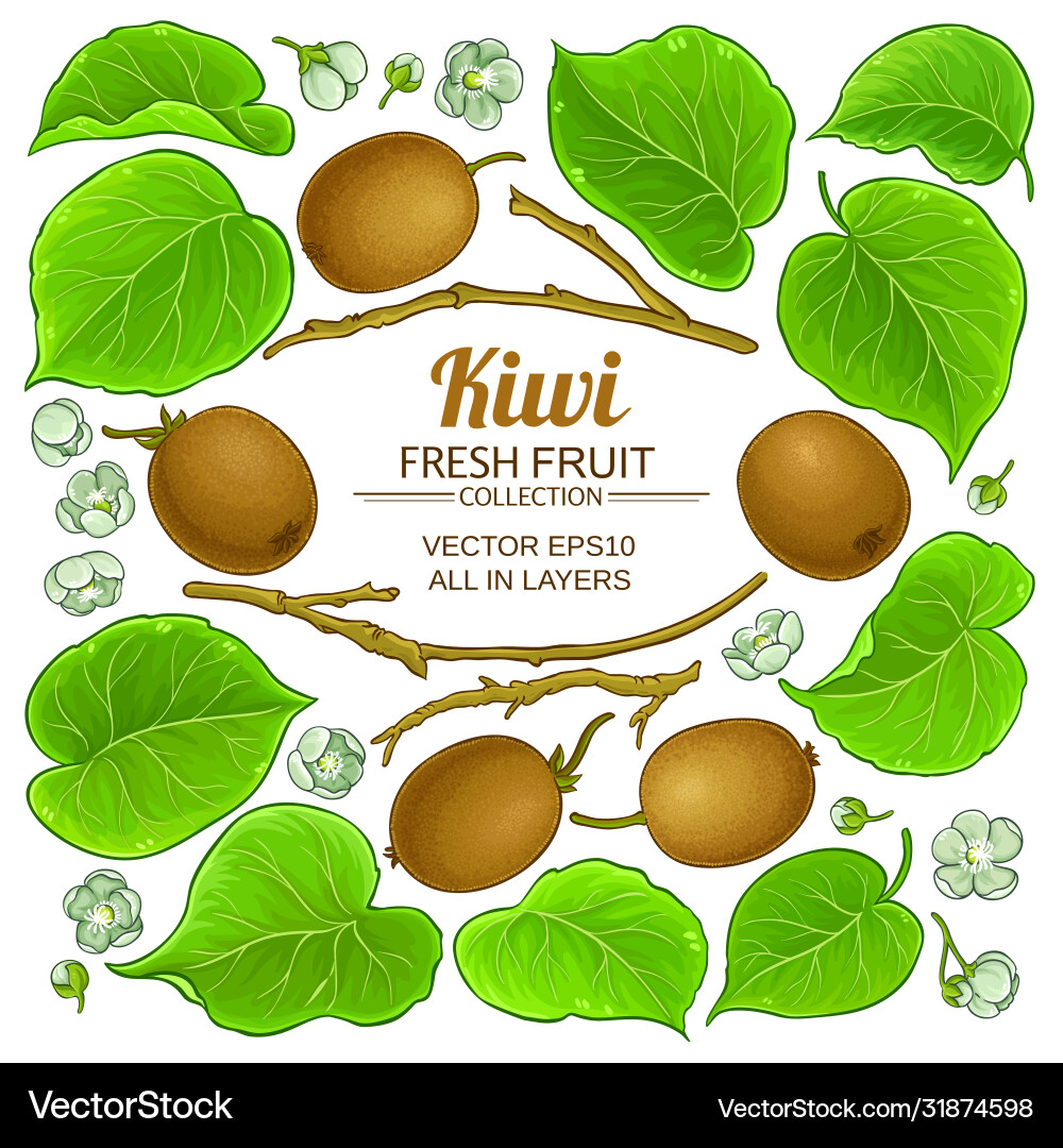 Kiwi branches elements set on white Vector Image