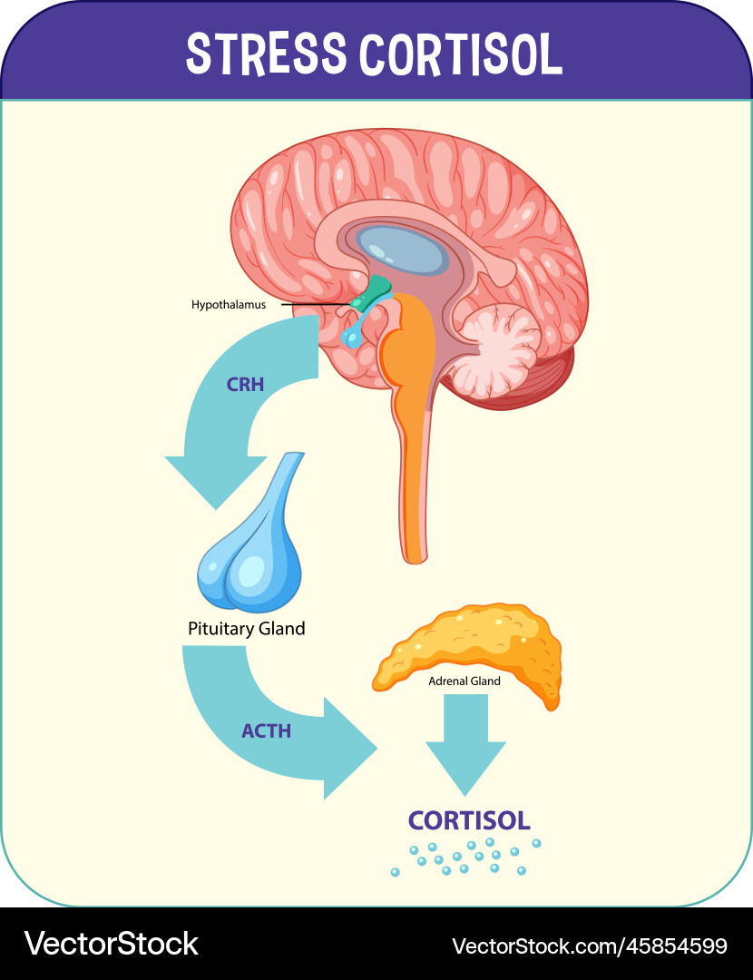 Stress response system scheme Stress response system scheme vector image