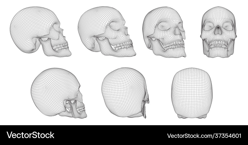 Set human skulls Vector Image