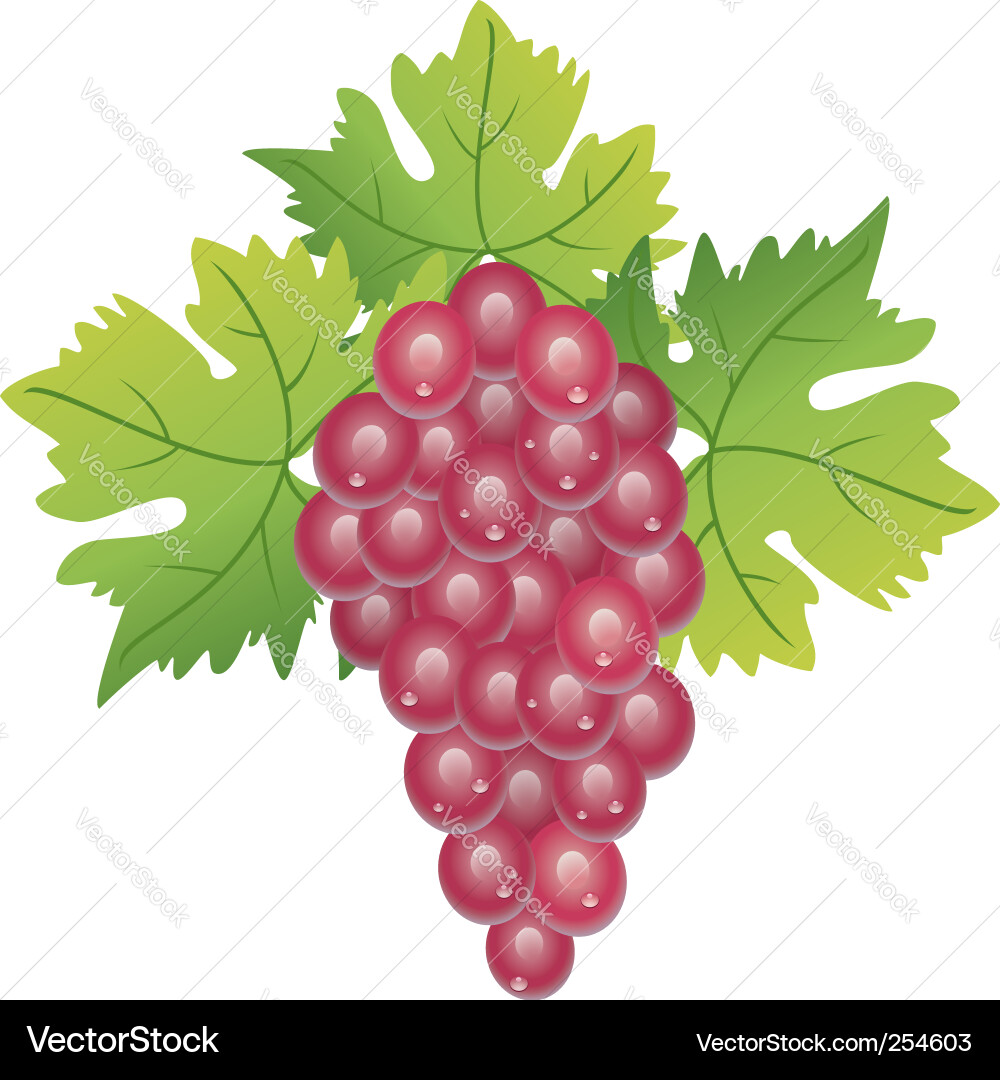Purple Grape Cluster Vector Image