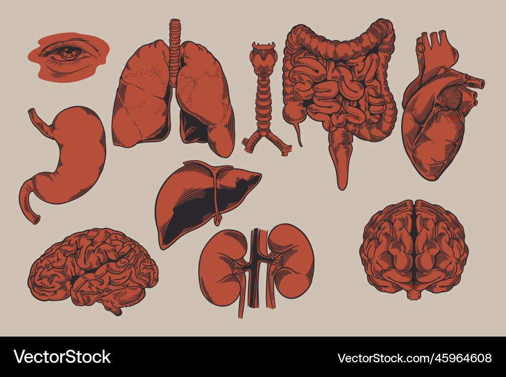 Humanbiologie Organe Anatomie Satz von Lizenzfreier Vektor