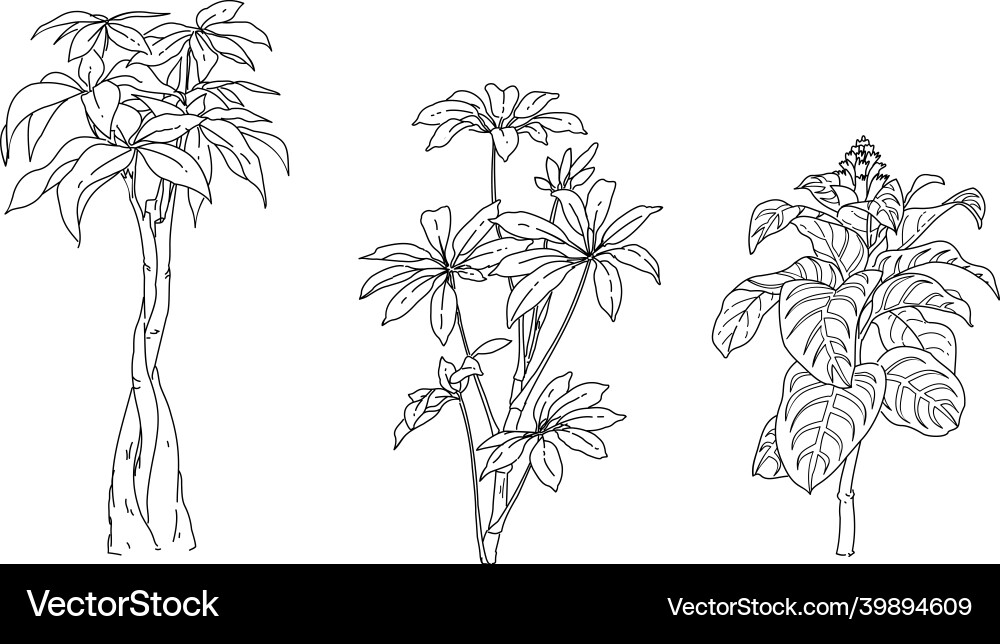 Schwarze und weiße Blumenpflanze Schwarze und weiße Blumenpflanze vektorbild