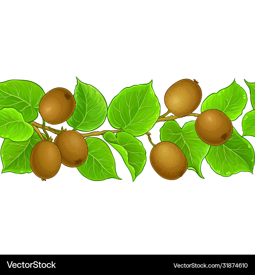 Kiwi branches pattern on white background vector image