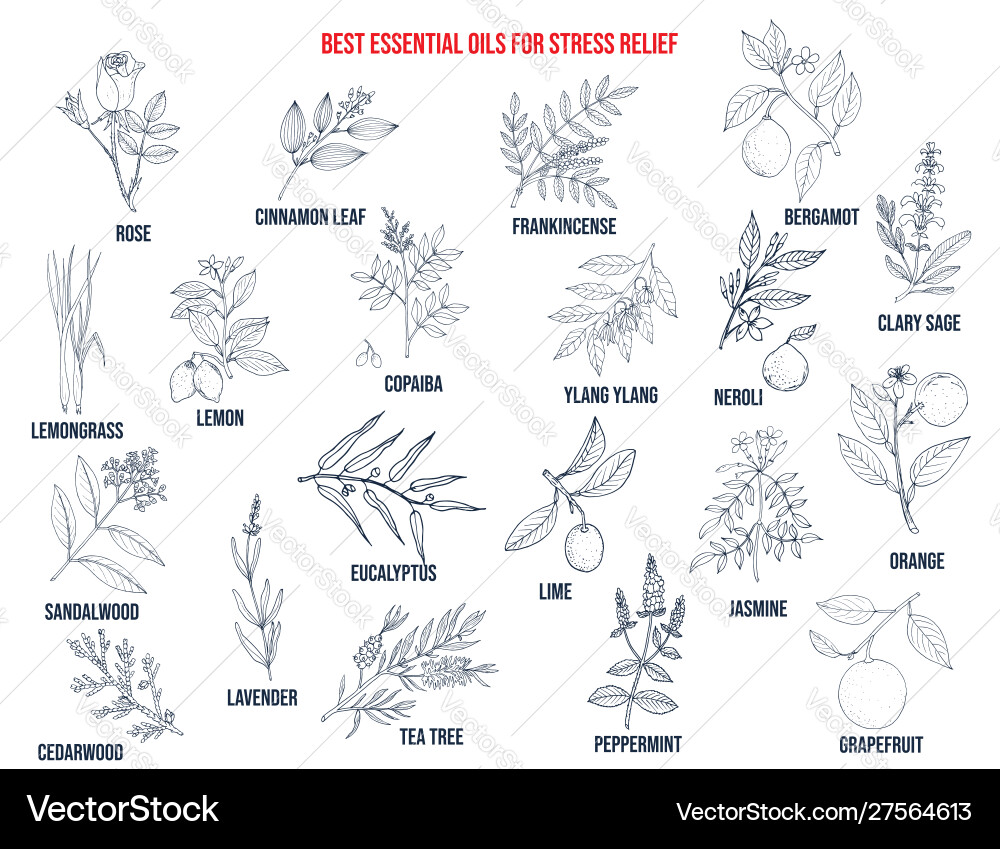 Best essential oils for stress relief vector image