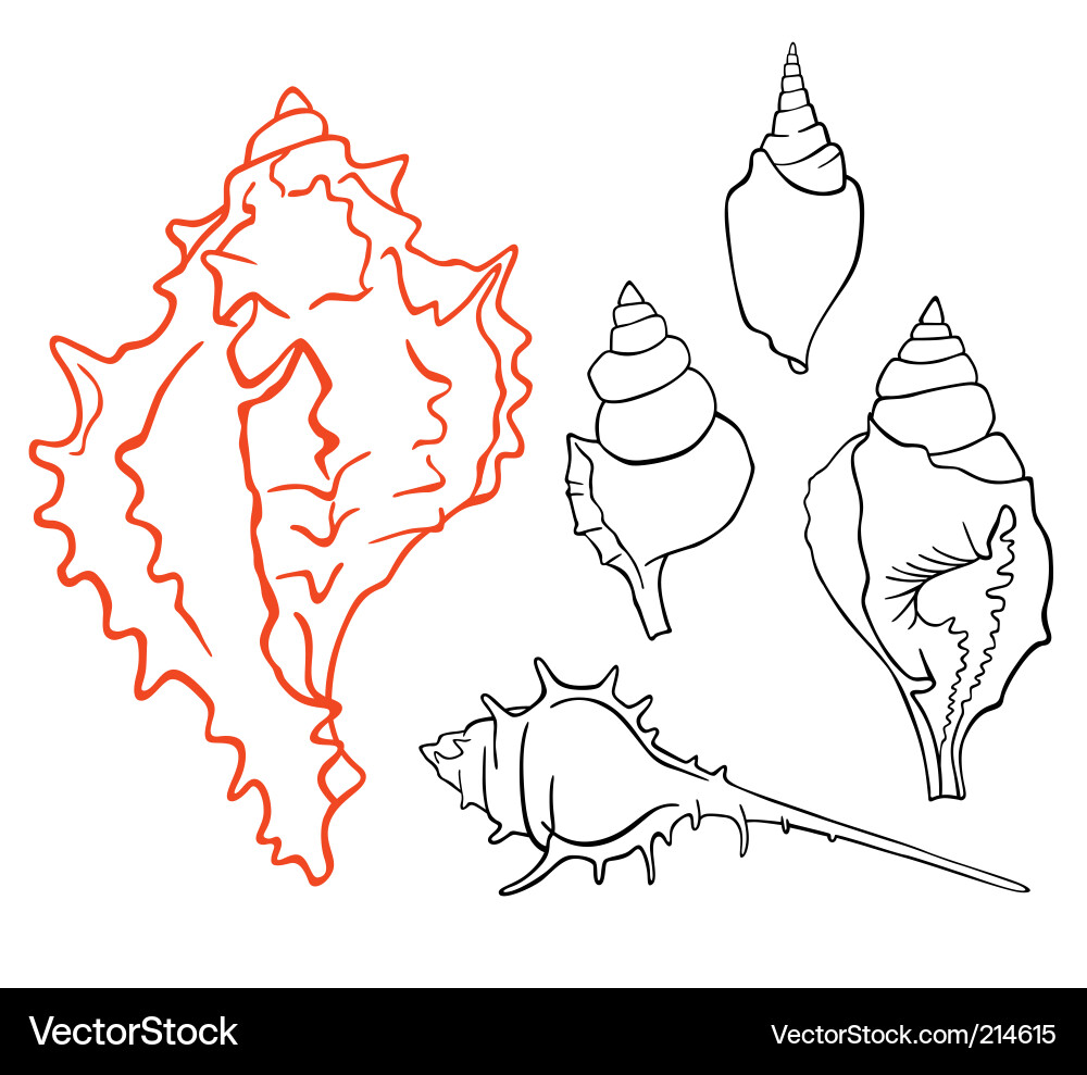 Seashell Collection vector image