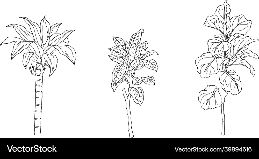Schwarze und weiße Hand gezeichnet von Blumenpflanze Schwarze und weiße Hand gezeichnet von Blumenpflanze vektorbild