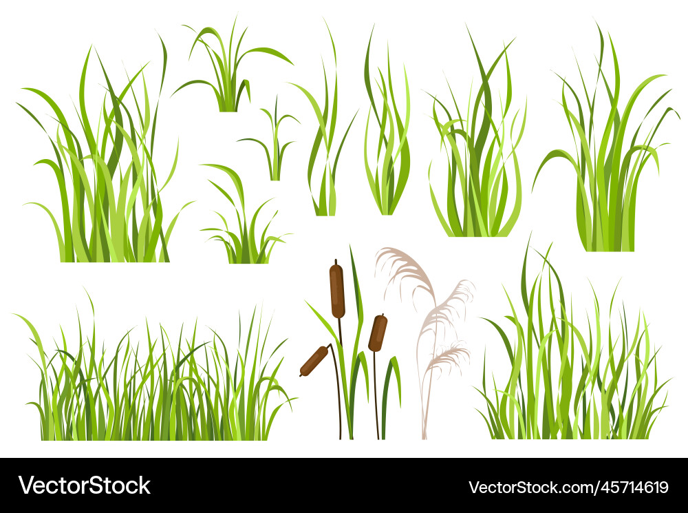 Cane and reed plant set graphic elements in flat Cane and reed plant set graphic elements in flat vector image