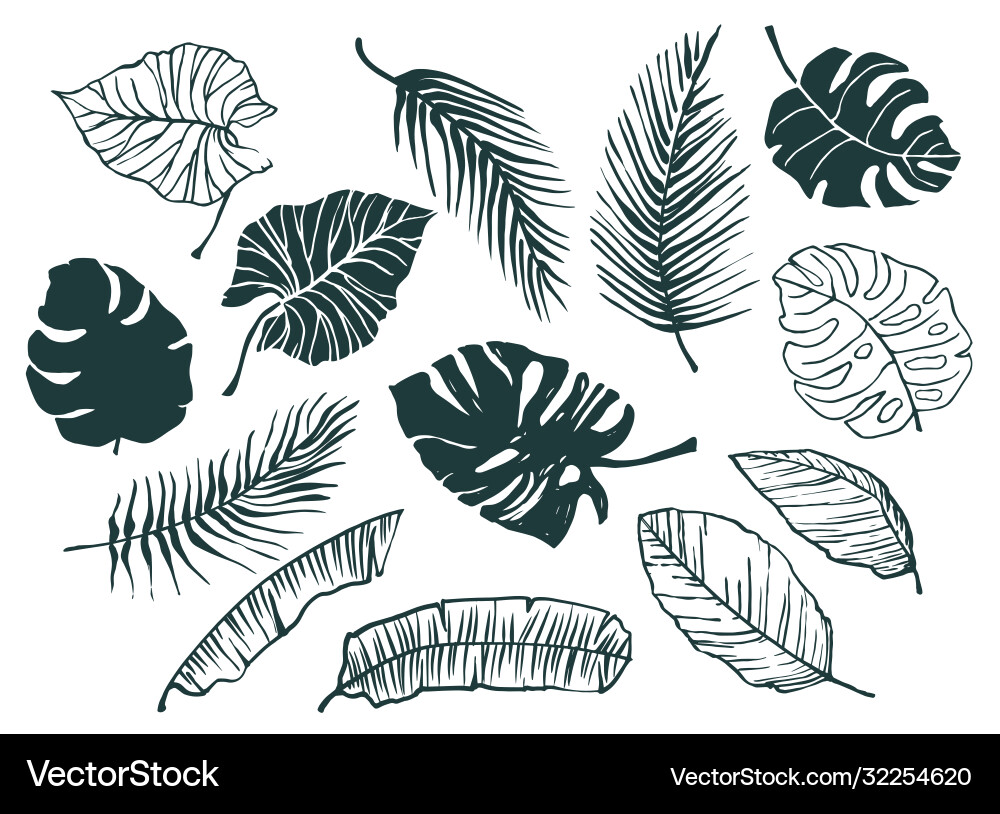 Set hand-drawn tropical leaves trendy Set hand-drawn tropical leaves trendy Vector Image