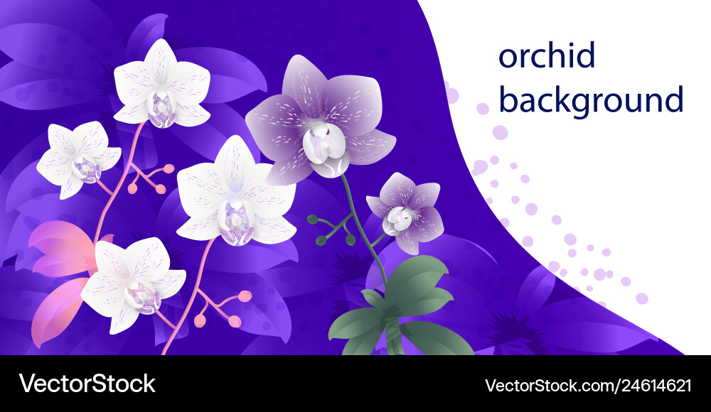 Background with orchids Vector Image