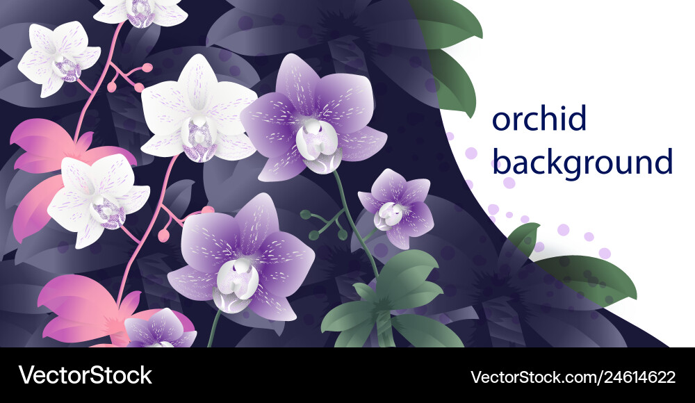 Background with orchids Background with orchids Vector Image