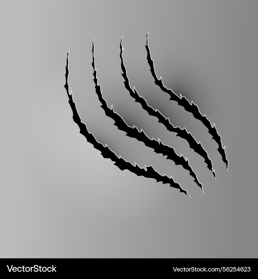 Bear or tiger claw mark scratches and torn traces Bear or tiger claw mark scratches and torn traces vector image