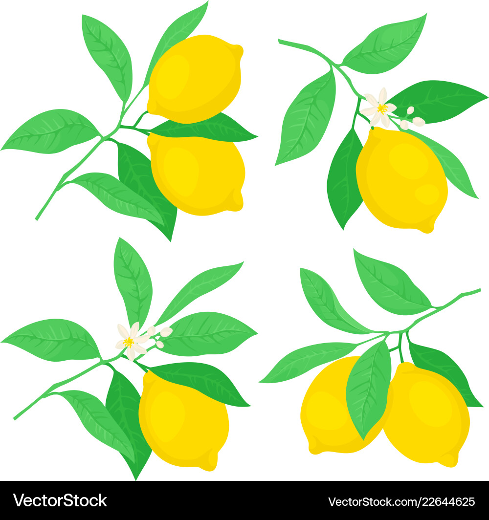 Set of lemon tree branches Set of lemon tree branches vector image