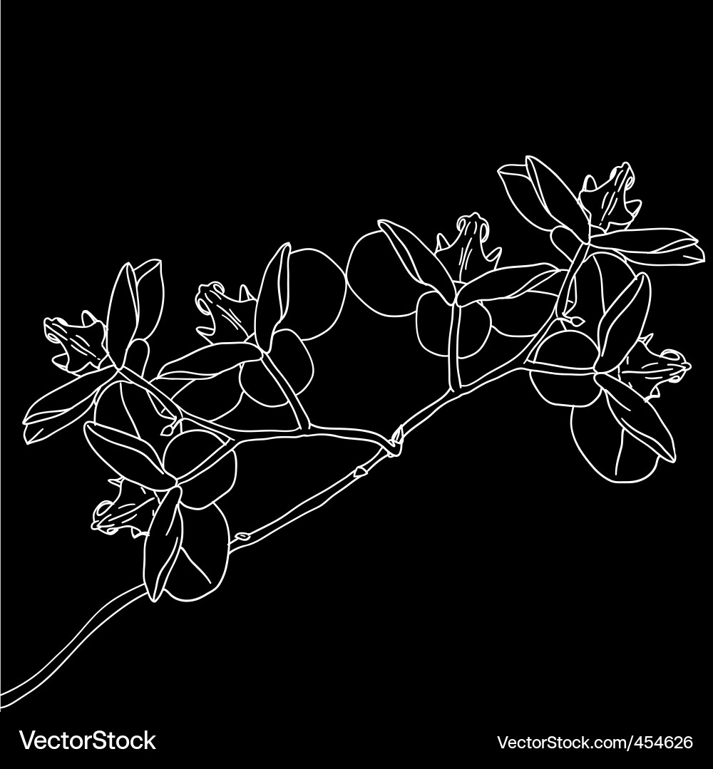 Elegant Orchid Branch Vector Image