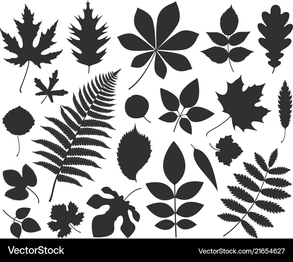 Leaf silhouette vector image