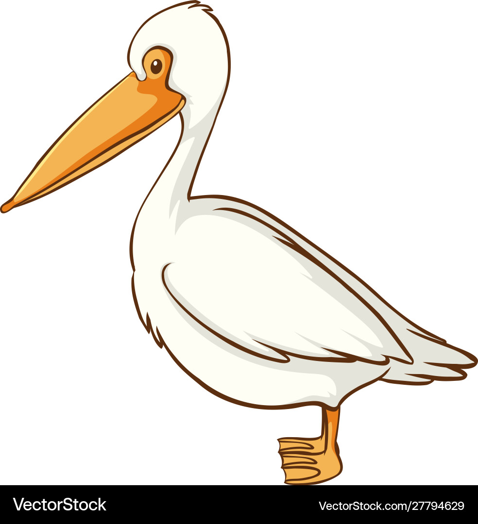 White pelican bird on background