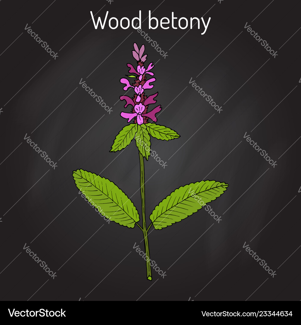 Holz betony stachys officinalis medizinische Pflanze Holz betony stachys officinalis medizinische Pflanze vektorbild