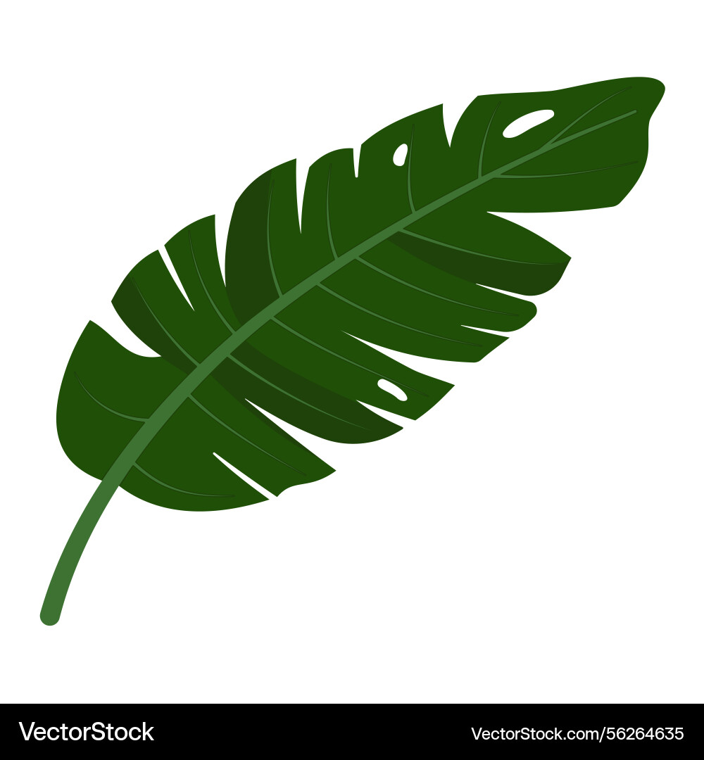 A tropical banana leaf Royalty Free Vector Image