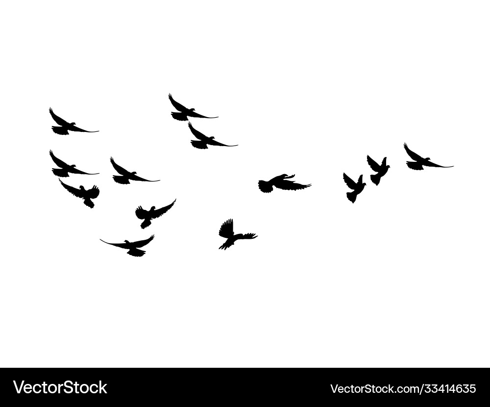 Silhouette Flock of Birds Vector Image